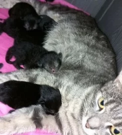 Beautiful black tabby kittens