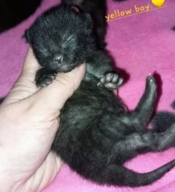 Beautiful black tabby kittens