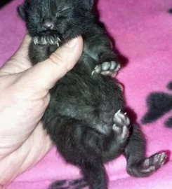 Beautiful black tabby kittens