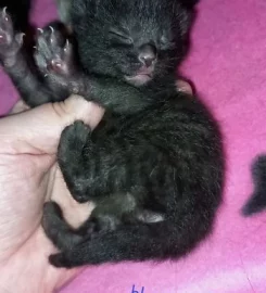 Beautiful black tabby kittens