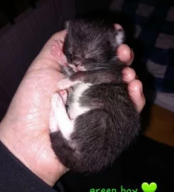 Beautiful black tabby kittens