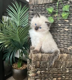 Ragdoll Kittens 🐱 READY IN A WEEK