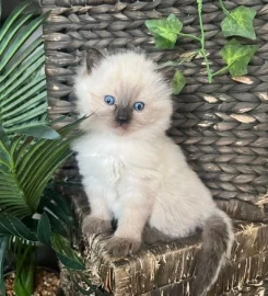 Ragdoll Kittens 🐱 READY IN A WEEK