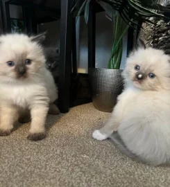 Ragdoll Kittens 🐱 READY IN A WEEK