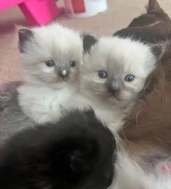 Ragdoll Kittens 🐱 READY IN A WEEK