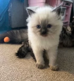 Ragdoll Kittens 🐱 READY IN A WEEK