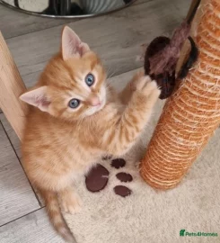 Selling Beautiful Ginger Kittens.