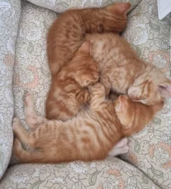 Selling Beautiful Ginger Kittens.