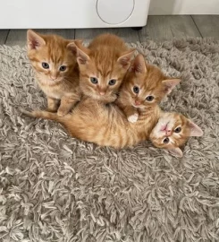 Selling Beautiful Ginger Kittens.