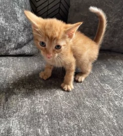 Selling Beautiful Ginger Kittens.