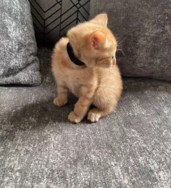 Selling Beautiful Ginger Kittens.