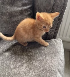 Selling Beautiful Ginger Kittens.