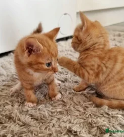 Selling Beautiful Ginger Kittens.