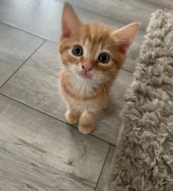 Selling Beautiful Ginger Kittens.