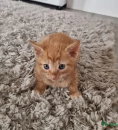 Selling Beautiful Ginger Kittens.