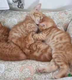 Selling Beautiful Ginger Kittens.