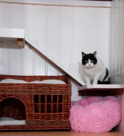 Mossdale Cattery