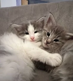 Pure bred Norwegian Forest Kittens