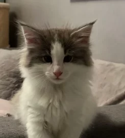 Pure bred Norwegian Forest Kittens