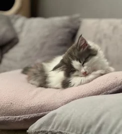 Pure bred Norwegian Forest Kittens