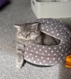 Pure bred Norwegian Forest Kittens