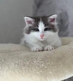 Pure bred Norwegian Forest Kittens