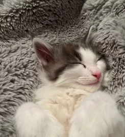 Pure bred Norwegian Forest Kittens