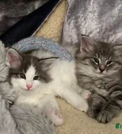 Pure bred Norwegian Forest Kittens