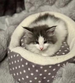 Pure bred Norwegian Forest Kittens