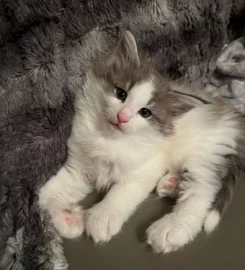 Pure bred Norwegian Forest Kittens