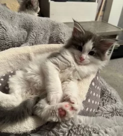 Pure bred Norwegian Forest Kittens