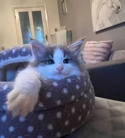 Pure bred Norwegian Forest Kittens