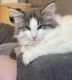 Pure bred Norwegian Forest Kittens