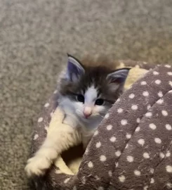 Pure bred Norwegian Forest Kittens