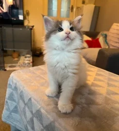 Pure bred Norwegian Forest Kittens