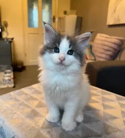 Pure bred Norwegian Forest Kittens