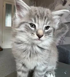 Pure bred Norwegian Forest Kittens