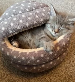 Pure bred Norwegian Forest Kittens