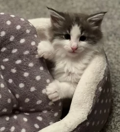 Pure bred Norwegian Forest Kittens