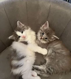 Pure bred Norwegian Forest Kittens