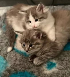 Pure bred Norwegian Forest Kittens