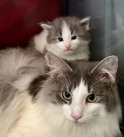 Pure bred Norwegian Forest Kittens