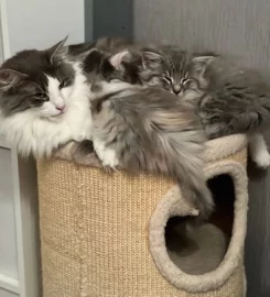 Pure bred Norwegian Forest Kittens