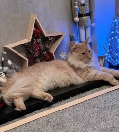 Pure bred Norwegian Forest Kittens