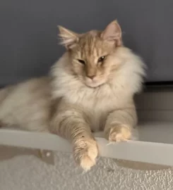 Pure bred Norwegian Forest Kittens