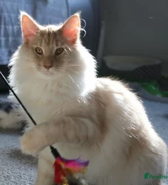 Pure bred Norwegian Forest Kittens