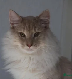 Pure bred Norwegian Forest Kittens