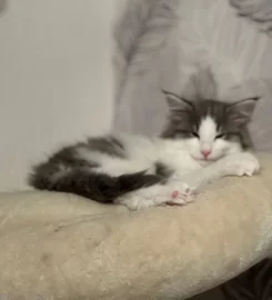 Pure bred Norwegian Forest Kittens