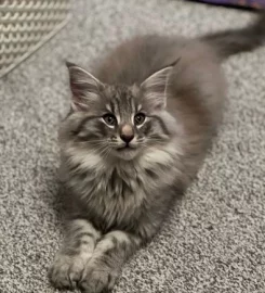 Pure bred Norwegian Forest Kittens