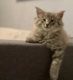 Pure bred Norwegian Forest Kittens